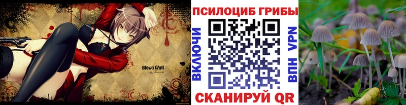 Псилоцибиновые грибы Psilocybe  закладки  Боровичи 